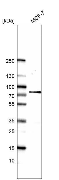 CCNK Antibody - BSA Free Western Blot: CCNK Antibody - BSA Free [NBP1-84391]
