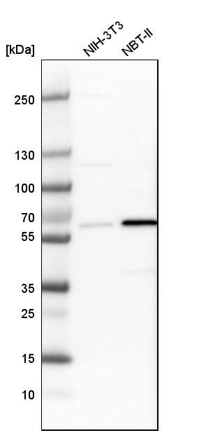 P4HA1 Antibody - BSA Free Western Blot: P4HA1 Antibody - BSA Free [NBP1-84398]