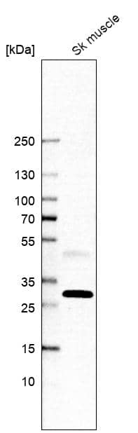 PEBP4 Antibody - BSA Free Western Blot: PEBP4 Antibody - BSA Free [NBP1-84404]