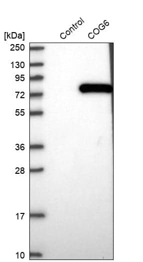COG6 Antibody - BSA Free Western Blot: COG6 Antibody - BSA Free [NBP1-84411]