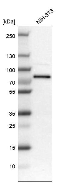 RBM14 Antibody - BSA Free Western Blot: RBM14 Antibody - BSA Free [NBP1-84416]