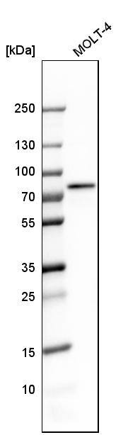 RBM14 Antibody - BSA Free Western Blot: RBM14 Antibody - BSA Free [NBP1-84416]