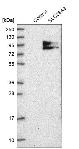 SLC28A3 Antibody - BSA Free Western Blot: SLC28A3 Antibody - BSA Free [NBP1-84418]