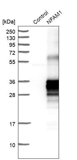 NFAM1 Antibody - BSA Free Western Blot: NFAM1 Antibody - BSA Free [NBP1-84424]