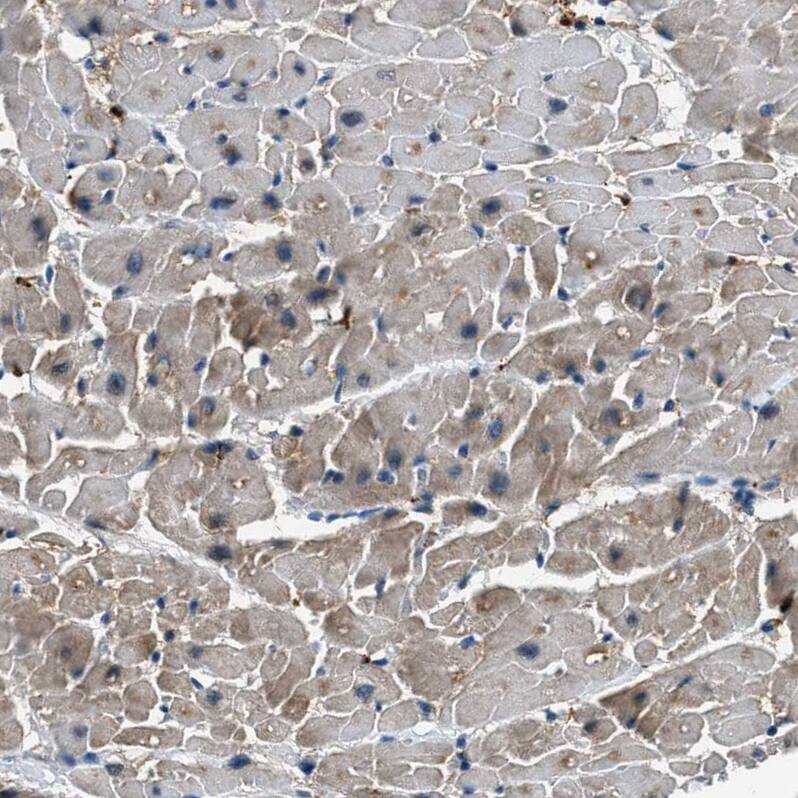 UNC45B Antibody - BSA Free Immunohistochemistry-Paraffin: UNC45B Antibody - BSA Free [NBP1-84426]