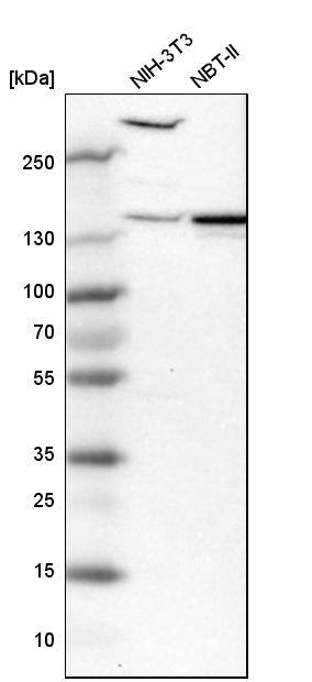 Myomegalin Antibody - BSA Free Western Blot: Myomegalin Antibody - BSA Free [NBP1-84428]