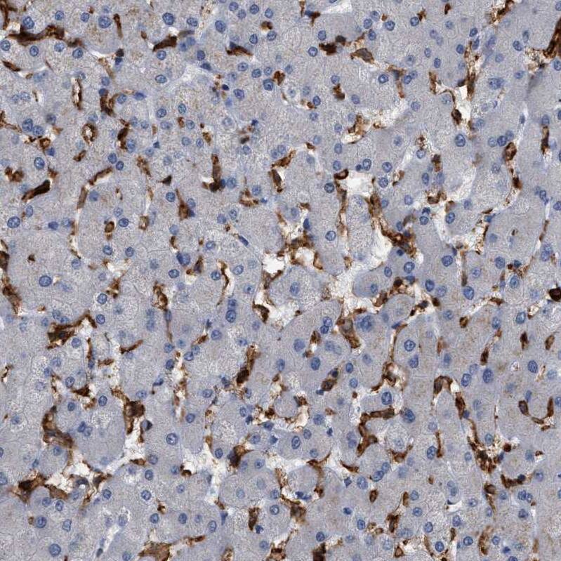 CD300a/LMIR1 Antibody - BSA Free Immunohistochemistry-Paraffin: CD300a/LMIR1 Antibody [NBP1-84431]