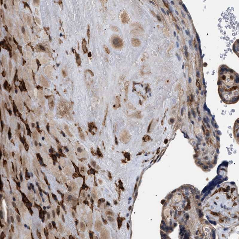 CD300a/LMIR1 Antibody - BSA Free Immunohistochemistry-Paraffin: CD300a/LMIR1 Antibody [NBP1-84431]