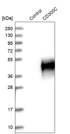 CD300c Antibody - BSA Free Western Blot: CD300c Antibody - BSA Free [NBP1-84432]