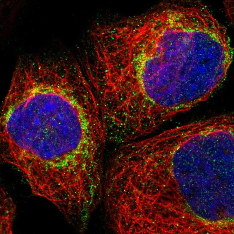 Mitochondrial fission regulator 1 Antibody - BSA Free Immunocytochemistry/ Immunofluorescence: Mitochondrial fission regulator 1 Antibody [NBP1-84480]