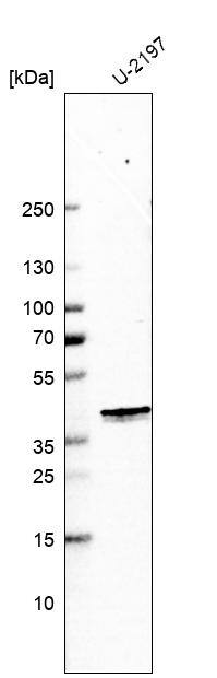 Mitochondrial fission regulator 1 Antibody - BSA Free Western Blot: Mitochondrial fission regulator 1 Antibody - BSA Free [NBP1-84480]