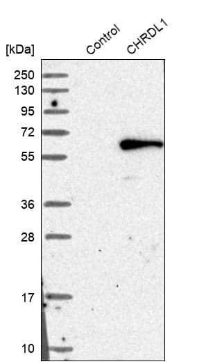 Chordin-like 1/CHRDL1 Antibody - BSA Free Western Blot: Chordin-like 1/CHRDL1 Antibody - BSA Free [NBP1-84486]
