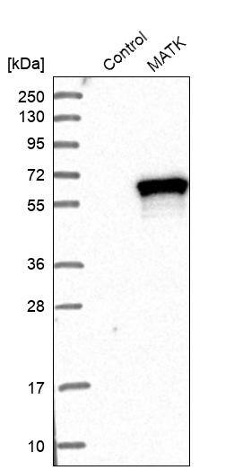 MATK Antibody - BSA Free Western Blot: MATK Antibody - BSA Free [NBP1-84487]