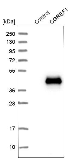 CGREF1 Antibody - BSA Free Western Blot: CGREF1 Antibody - BSA Free [NBP1-84496]