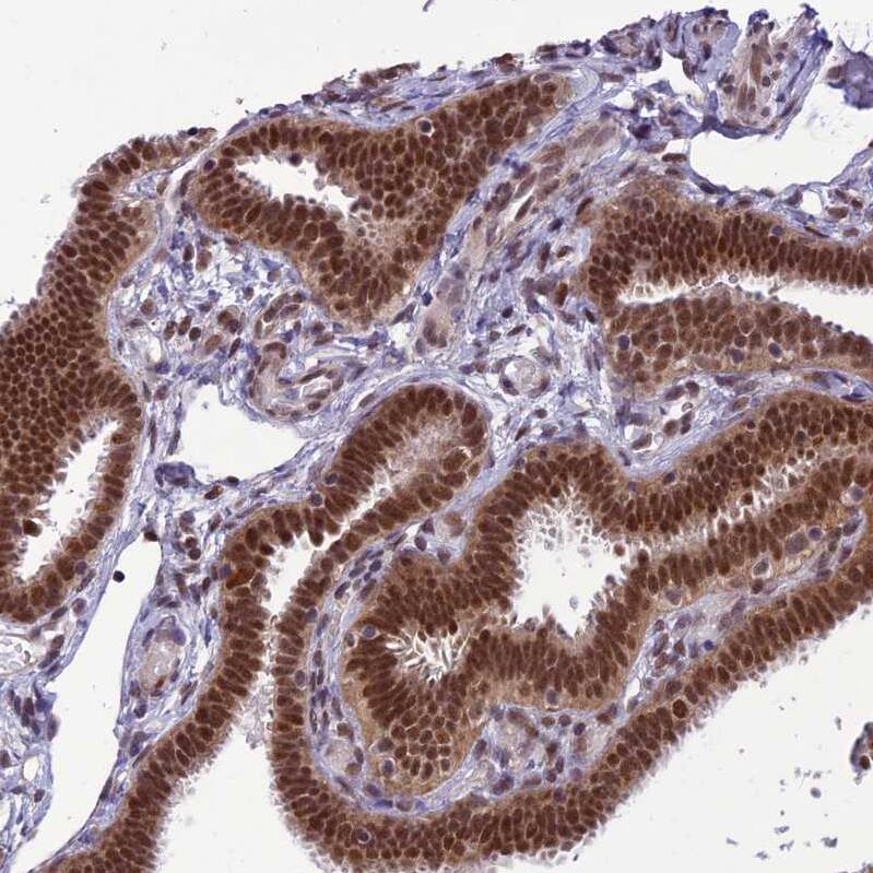 CLE7 homolog Antibody - BSA Free Immunohistochemistry-Paraffin: CLE7 homolog Antibody - BSA Free [NBP1-84498]
