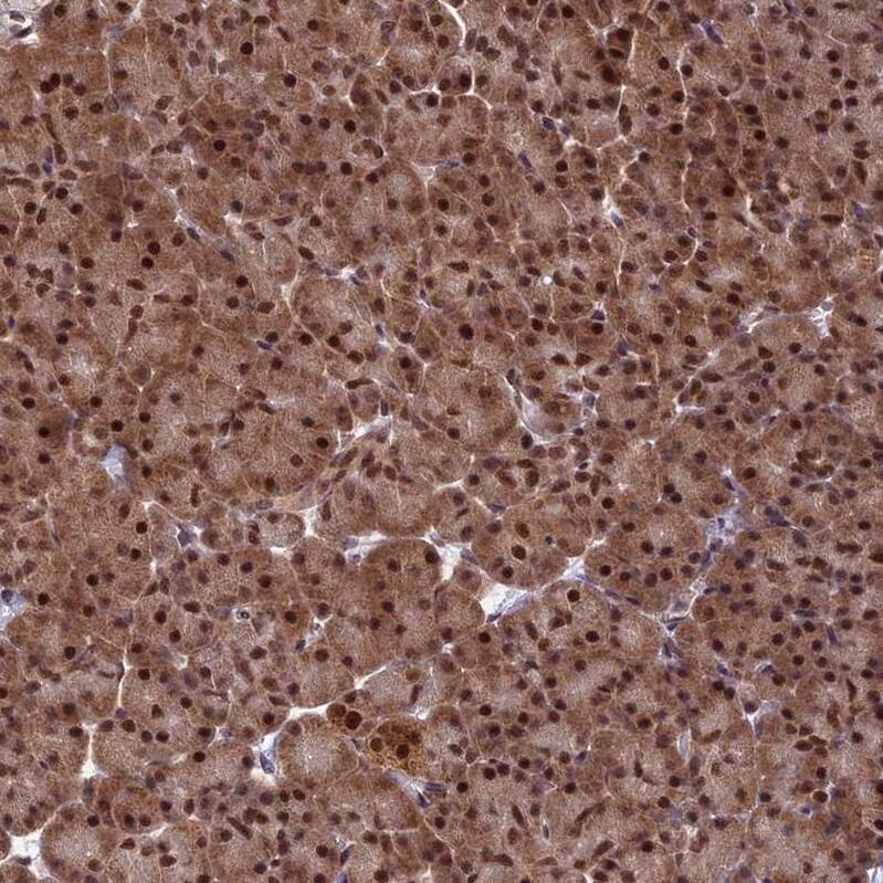 CLE7 homolog Antibody - BSA Free Immunohistochemistry-Paraffin: CLE7 homolog Antibody - BSA Free [NBP1-84498]