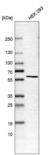 TTC15 Antibody - BSA Free Western Blot: TTC15 Antibody - BSA Free [NBP1-84500]