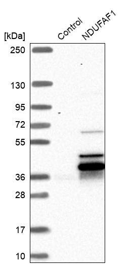 NDUFAF1 Antibody - BSA Free Western Blot: NDUFAF1 Antibody - BSA Free [NBP1-84503]