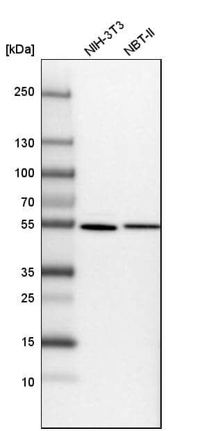 SAMM50 Antibody - BSA Free Western Blot: SAMM50 Antibody - BSA Free [NBP1-84509]
