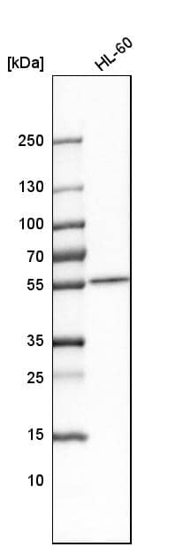 SAMM50 Antibody - BSA Free Western Blot: SAMM50 Antibody - BSA Free [NBP1-84509]
