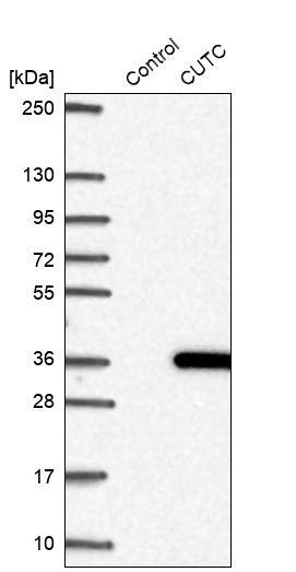 CUTC Antibody - BSA Free Western Blot: CUTC Antibody - BSA Free [NBP1-84512]
