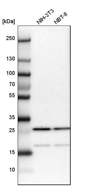 CGGBP1 Antibody - BSA Free Western Blot: CGGBP1 Antibody - BSA Free [NBP1-84528]