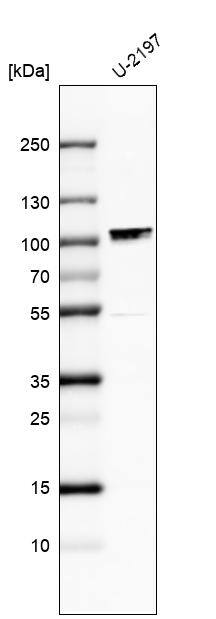 MAMLD1 Antibody - BSA Free Western Blot: MAMLD1 Antibody - BSA Free [NBP1-84530]