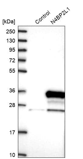 N4BP2L1 Antibody - BSA Free Western Blot: N4BP2L1 Antibody - BSA Free [NBP1-84531]