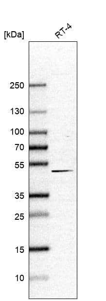 LASS3 Antibody - BSA Free Western Blot: LASS3 Antibody - BSA Free [NBP1-84535]