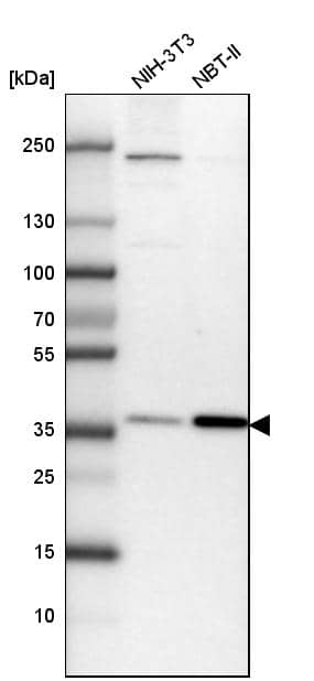 LASS2 Antibody - BSA Free Western Blot: LASS2 Antibody - BSA Free [NBP1-84537]