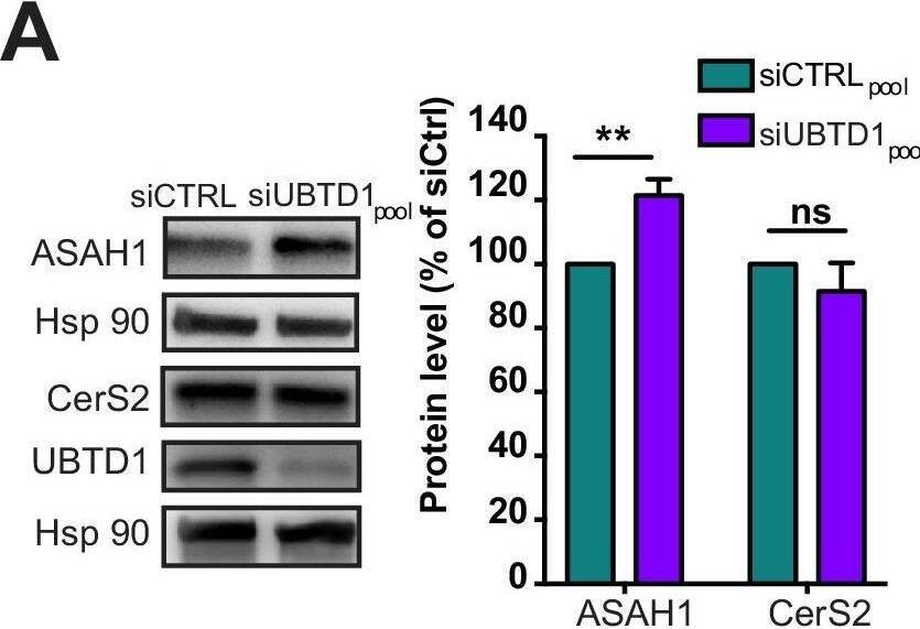 LASS2 Antibody - BSA Free