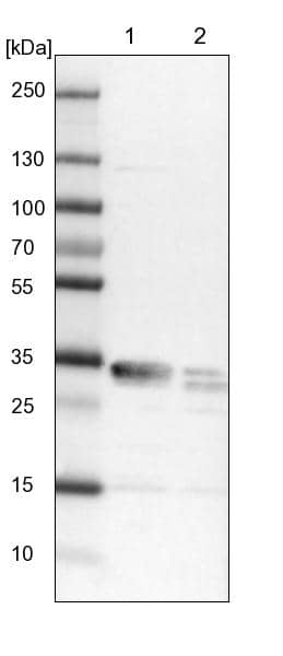 CENPV Antibody - BSA Free Western Blot: CENPV Antibody - BSA Free [NBP1-84546]