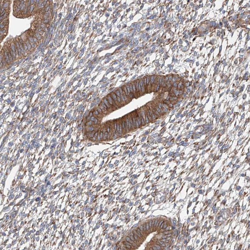SNAP29 Antibody - BSA Free Immunohistochemistry-Paraffin: SNAP29 Antibody - BSA Free [NBP1-84552]