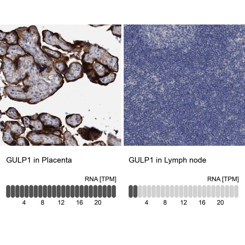 GULP1/CED-6 Antibody - BSA Free Immunohistochemistry-Paraffin: GULP1/CED-6 Antibody - BSA Free [NBP1-84553]
