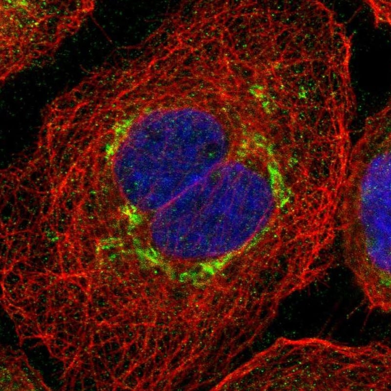 Carboxylesterase 2/CES2 Antibody - BSA Free Immunocytochemistry/ Immunofluorescence: Carboxylesterase 2/CES2 Antibody [NBP1-84556]