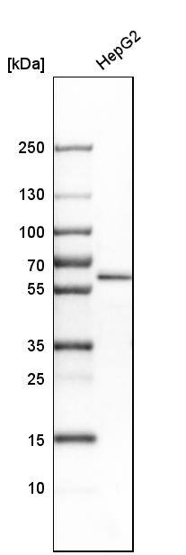 CDR2 Antibody - BSA Free Western Blot: CDR2 Antibody - BSA Free [NBP1-84561]