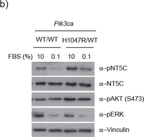 NT5C Antibody