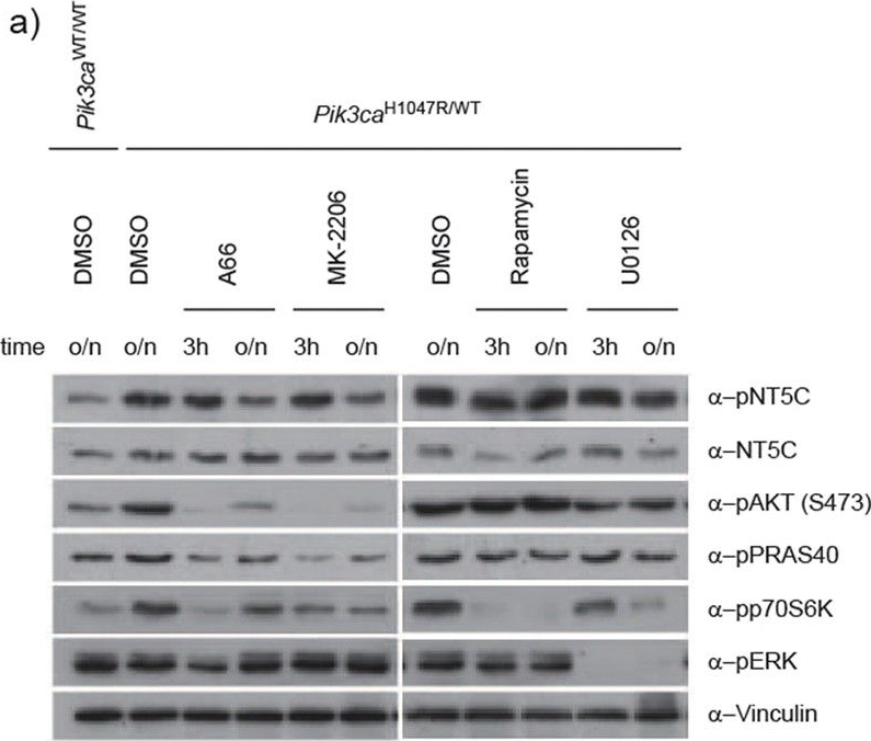 NT5C Antibody