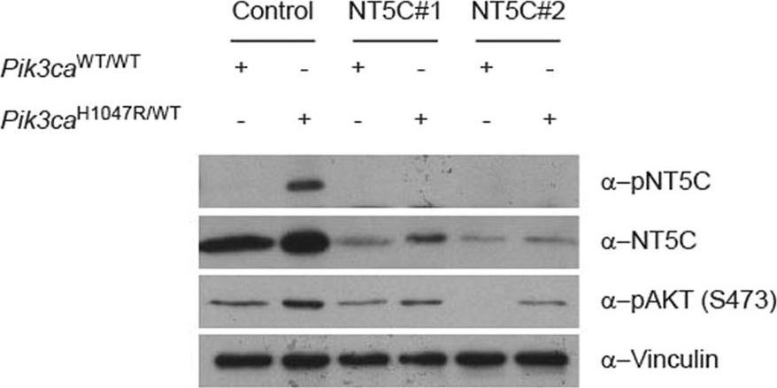 NT5C Antibody