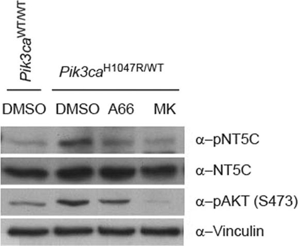 NT5C Antibody