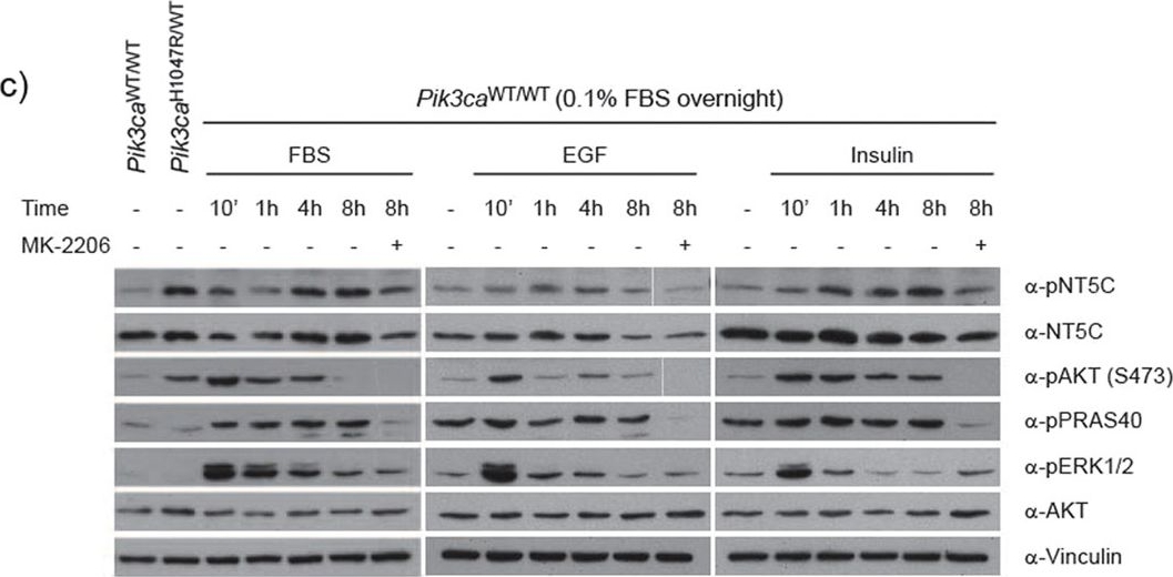 NT5C Antibody