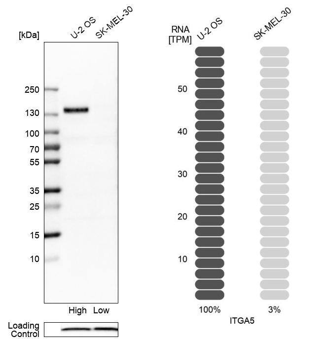 Integrin alpha 5/CD49e Antibody - BSA Free Western Blot: Integrin alpha 5/CD49e Antibody - BSA Free [NBP1-84576]