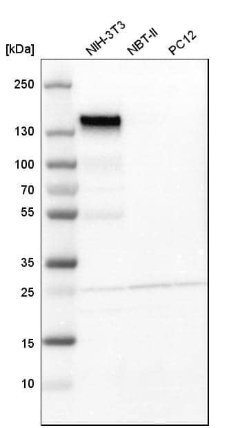 Integrin alpha 5/CD49e Antibody - BSA Free Western Blot: Integrin alpha 5/CD49e Antibody - BSA Free [NBP1-84576]