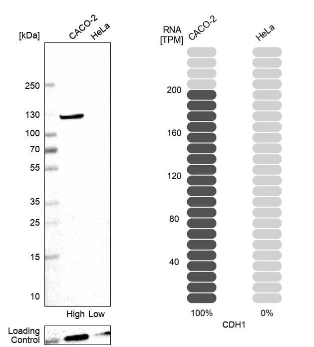 E-Cadherin Antibody - BSA Free Western Blot: E-Cadherin Antibody - BSA Free [NBP1-84588]