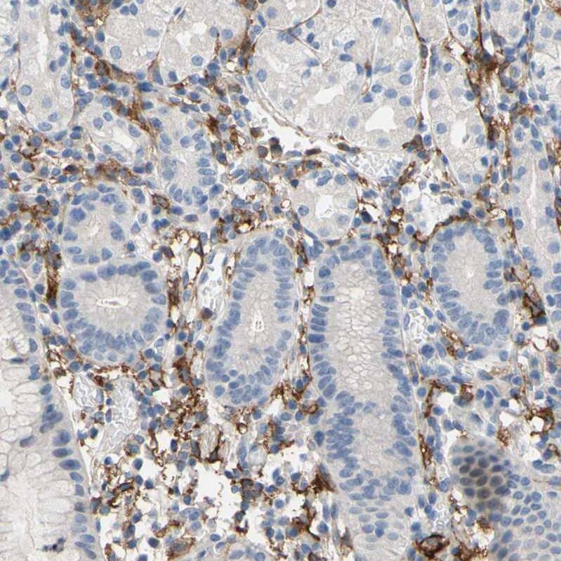 Fc gamma RIIA/CD32a Antibody - BSA Free Immunohistochemistry-Paraffin: Fc gamma RIIA/CD32a Antibody - BSA Free [NBP1-84589]