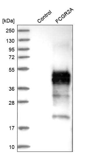Fc gamma RIIA/CD32a Antibody - BSA Free Western Blot: Fc gamma RIIA/CD32a Antibody - BSA Free [NBP1-84589]