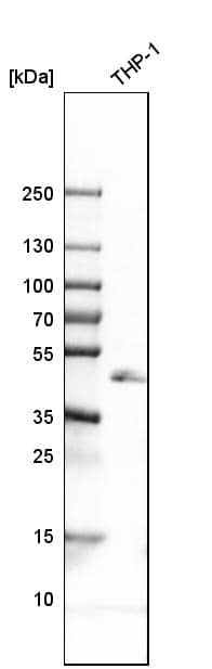 LAIR1 Antibody - BSA Free Western Blot: LAIR1 Antibody - BSA Free [NBP1-84590]