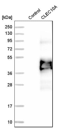 CLEC10A/CD301 Antibody - BSA Free Western Blot: CLEC10A/CD301 Antibody - BSA Free [NBP1-84591]