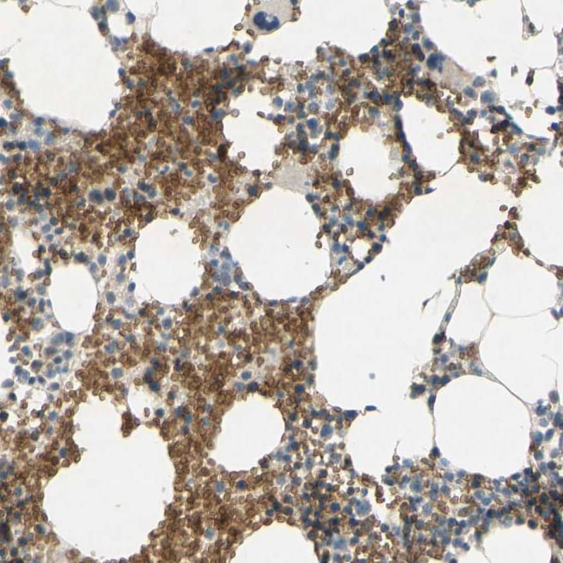 Glycophorin C Antibody - BSA Free Immunohistochemistry-Paraffin: Glycophorin C Antibody [NBP1-84597]