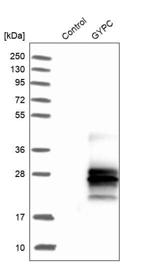 Glycophorin C Antibody - BSA Free Western Blot: Glycophorin C Antibody - BSA Free [NBP1-84597]